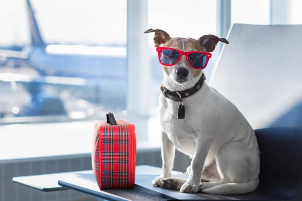 a dog inside an airport bound for Thailand