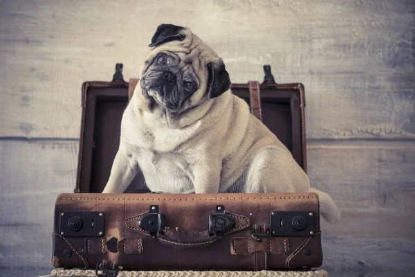 a dog in a suitcase