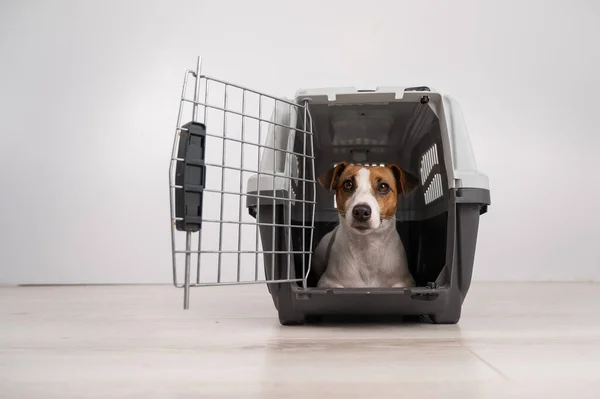 a dog inside a crate