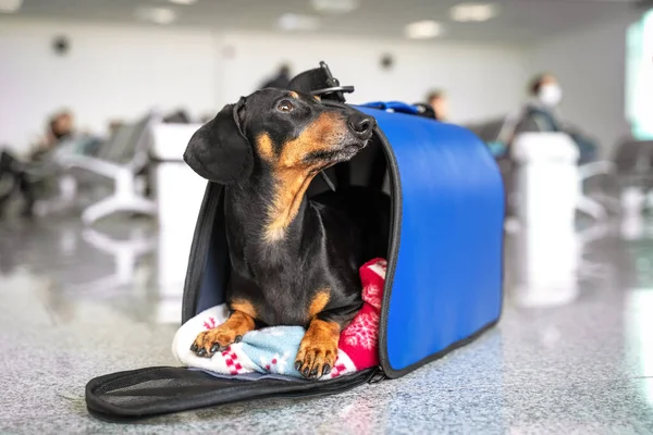 dog in an airport bound for Thailand