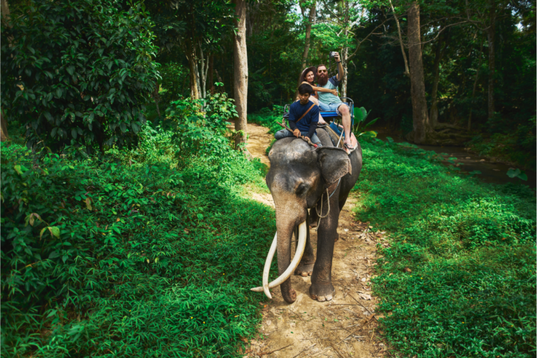 Among Giants: A Day at the Elephant Sanctuary in Koh Samui ...